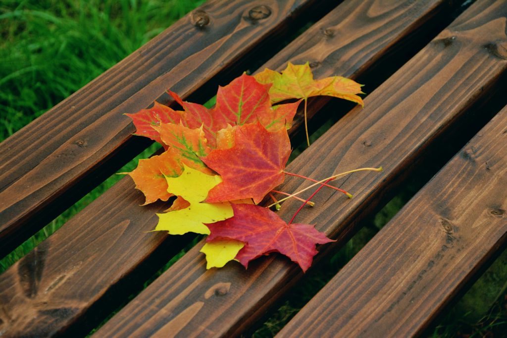 autumn leaves, maple leaves, autumn colors-1740841.jpg